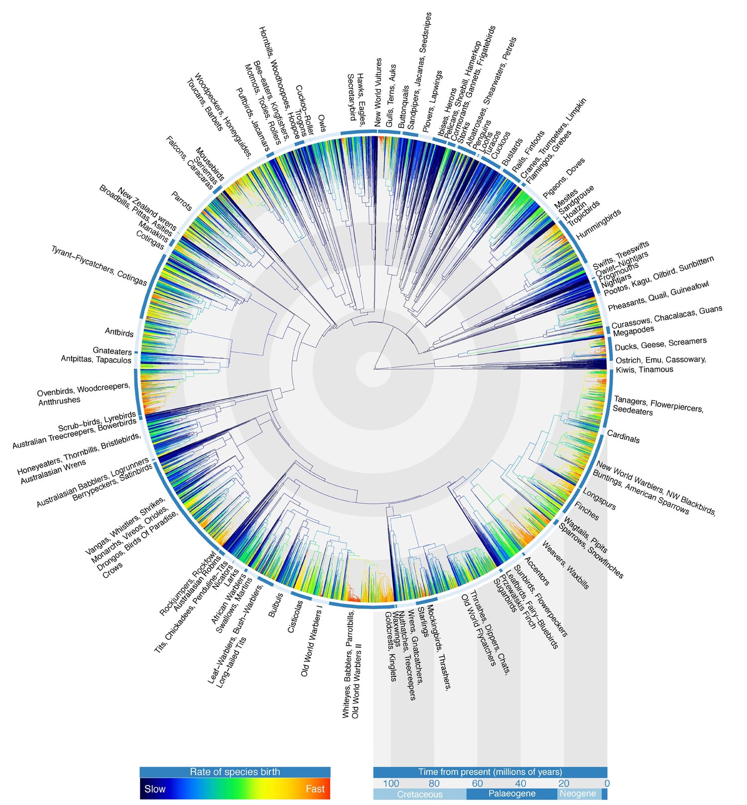 Avian Tree of Life. SOURCE: GAVIN THOMAS, WALTER JETZ, JEFF JOY, ARNE MOOERS, KLASS HARTMANN, 2012. FIRST PUBLISHED IN NATURE.